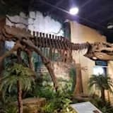 The Dinosaur Store & Museum of Dinosaurs and Ancient Cultures — 45 min pre-cruise activity near Port Canaveral