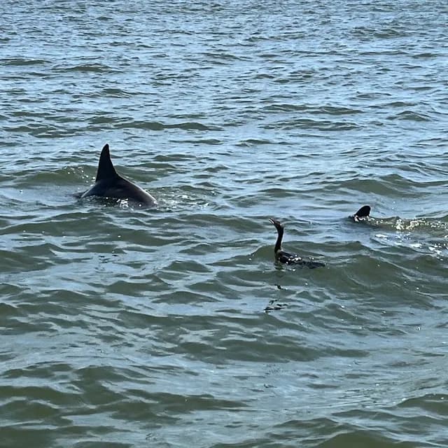 Dolphin & Manatee Boat Tour — 1.5-2 hours pre-cruise activity near Port Canaveral