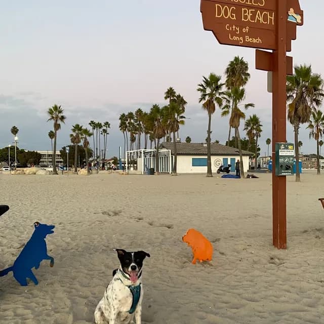 Rosie's Dog Beach — 1 hour pre-cruise activity near Port of Long Beach